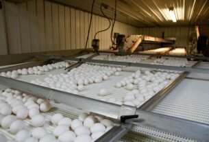 eggs quality type moderation